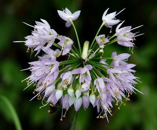 {Allium stellatum}